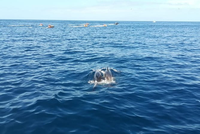 3-Hour Boat Trip from Costa Adeje in Tenerife - Key Points / Takeaways