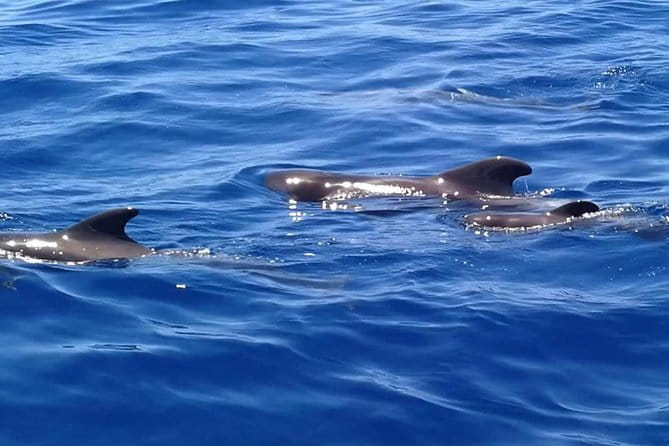 3-Hour Boat Trip from Costa Adeje in Tenerife - Exploring the Itinerary and What You Can Expect