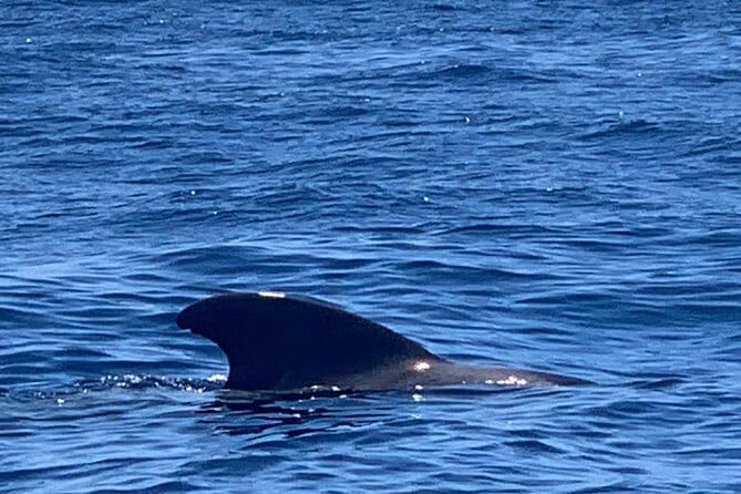 3-hour excursion to Puerto Colón Adeje to see whales - FAQ