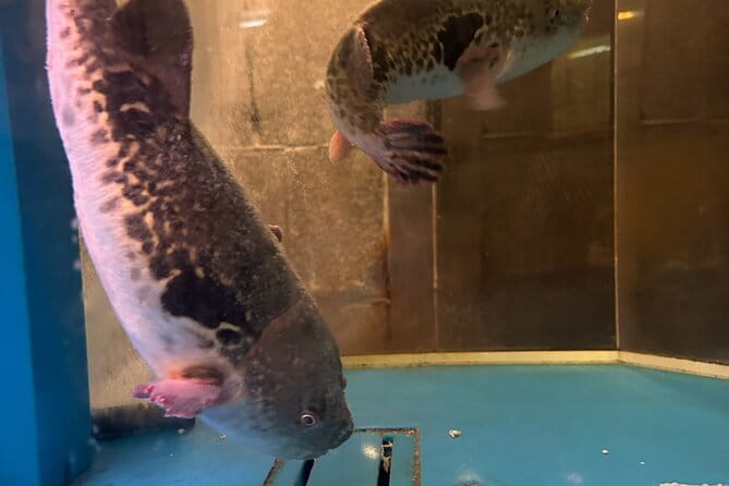 3 Hour Food Hopping in Dotonbori Osaka - Booking Your Food Hopping Adventure