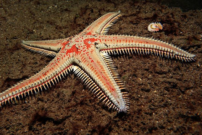 3-Hour Guided PADI Scuba Diving Experience in Tenerife - Practical Training in the Water