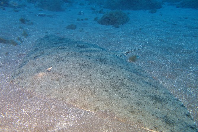 3-Hour Guided PADI Scuba Diving Experience in Tenerife - Requirements for Participants