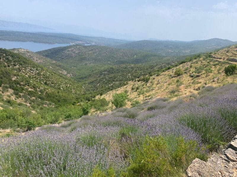 3-Hour Lavender Tour from Hvar - Discovering Hvar’s Lavender Magic