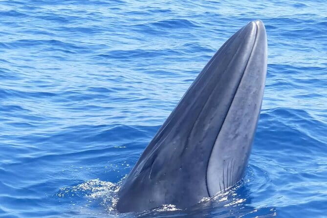 3-Hour Private Tour with Whale and Dolphin Watching - Who Would Love This Tour
