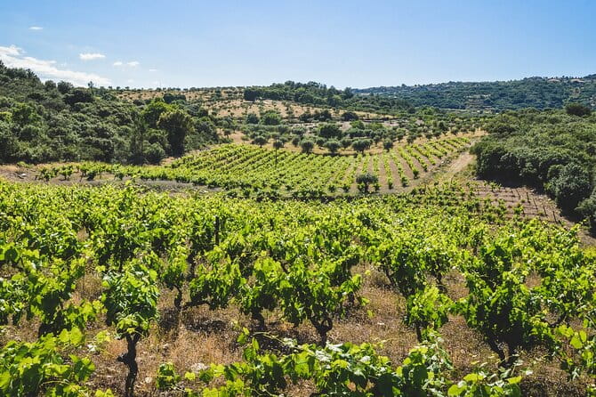 3-Hour Private Wine Tasting in Quinta da Vineadouro with Lunch - A Feast of Local Flavors: The Lunch