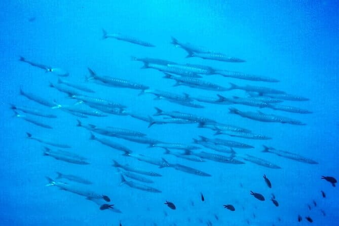 3-Hour Try Scuba Private Guided Sea Baptism from Palermo - Who Is This Tour Best Suited For?