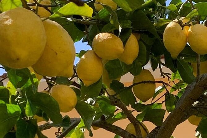 3 Hour Walking Tour of Sorrento with Local Food Tasting - Key points / Takeaways