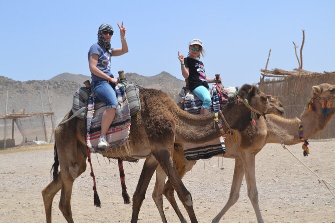 3 Hours Safari by ATV Quad Bike & Camel Ride Transfer to El Gouna - Camel Ride