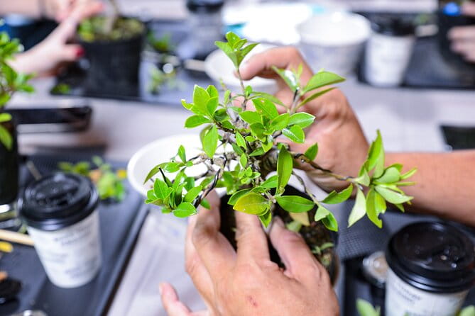 3Days-Bonsai & Sencha Tea Experience: Pastime of the Literati - Immerse in the Tranquility of Sencha Tea