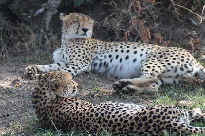 3days Masai Mara Private Safari With a 4x4 Land Cruiser Jeep - Pickup and Confirmation Details