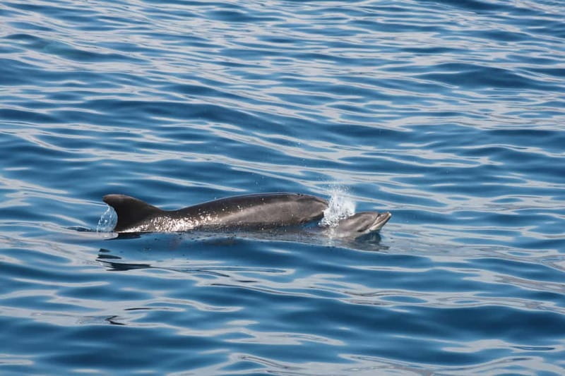 3H Shared Barrier-Free Cruise with Turtles Dolphins & Whales - Value and Pricing: Is It Worth It?