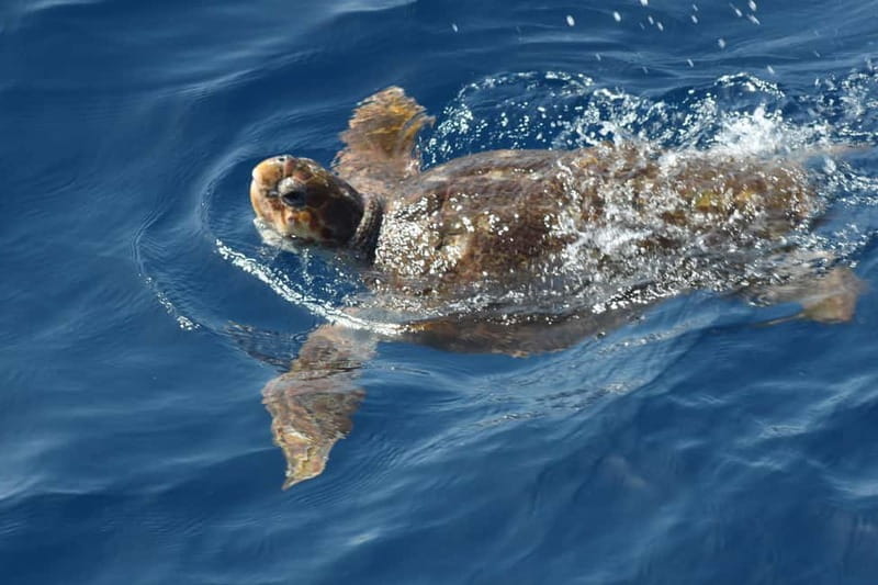 3H Shared Barrier-Free Cruise with Turtles Dolphins & Whales - Who Would Love This Tour?