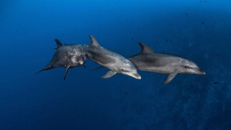 3h Whale Watching Private tour Beneteau Oceanis 440 - Final Thoughts