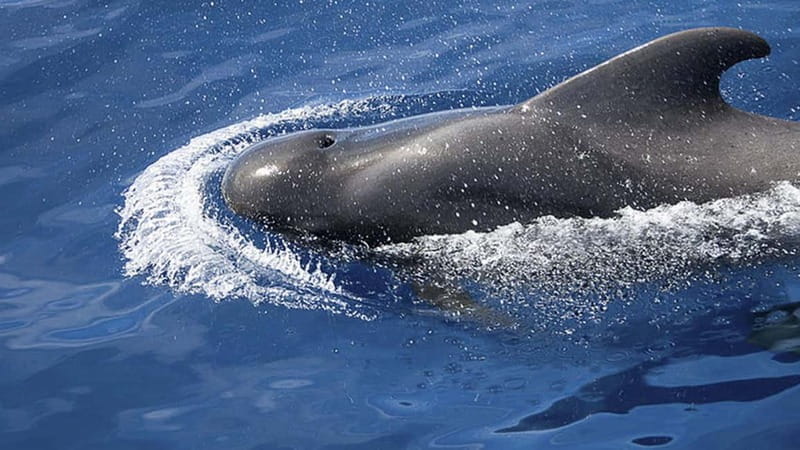 3h Whale Watching Private Tour Costa Adeje Lina7 Mizendoha - Introduction to the Experience