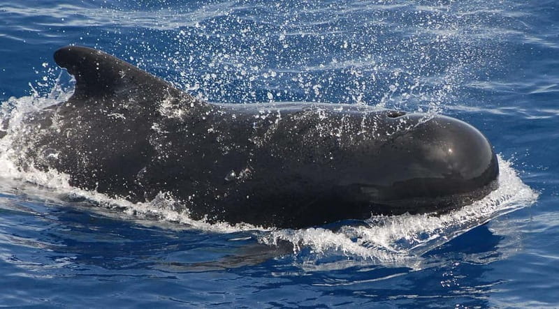 3h Whale Watching Private Tour Costa Adeje Lina7 Mizendoha - Who is This Tour Best For?