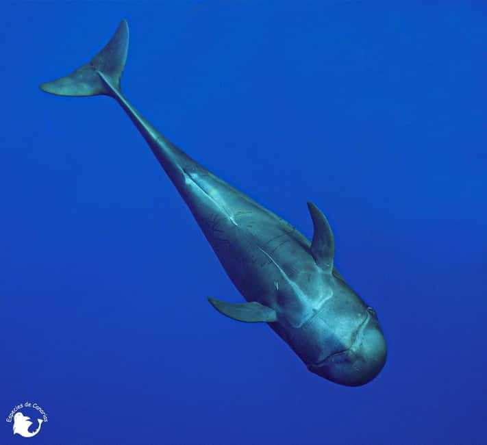 3h Whale Watching Private Tour Costa Adeje Lina7 Mizendoha - Frequently Asked Questions