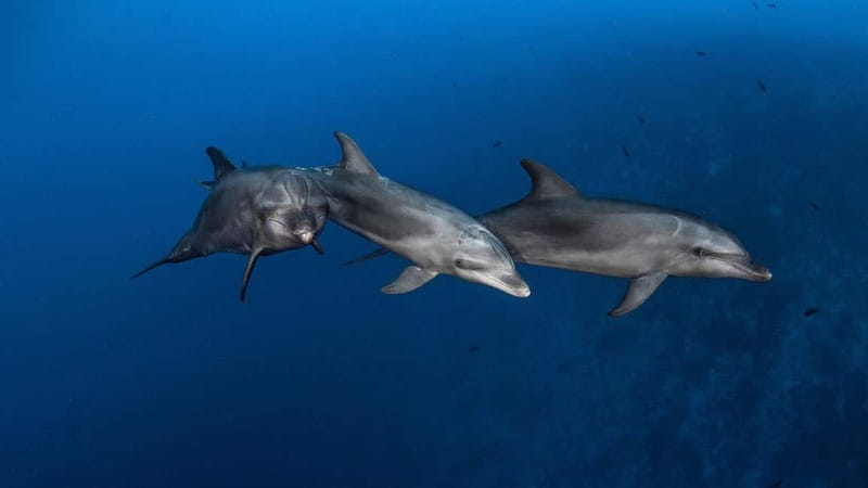 3h Whale watching Share Tour Costa Adeje Lina7 Mizendoha - Exploring the Details of the Experience