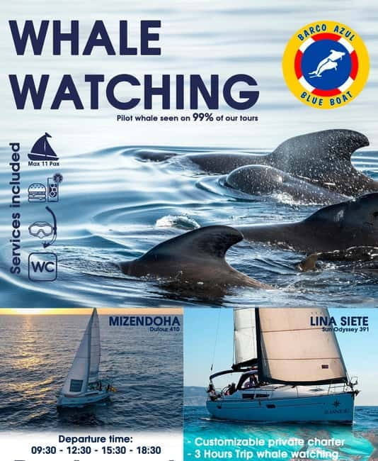 3h Whale watching Share Tour Costa Adeje Lina7 Mizendoha - Price and Logistics: Is It Worth It?