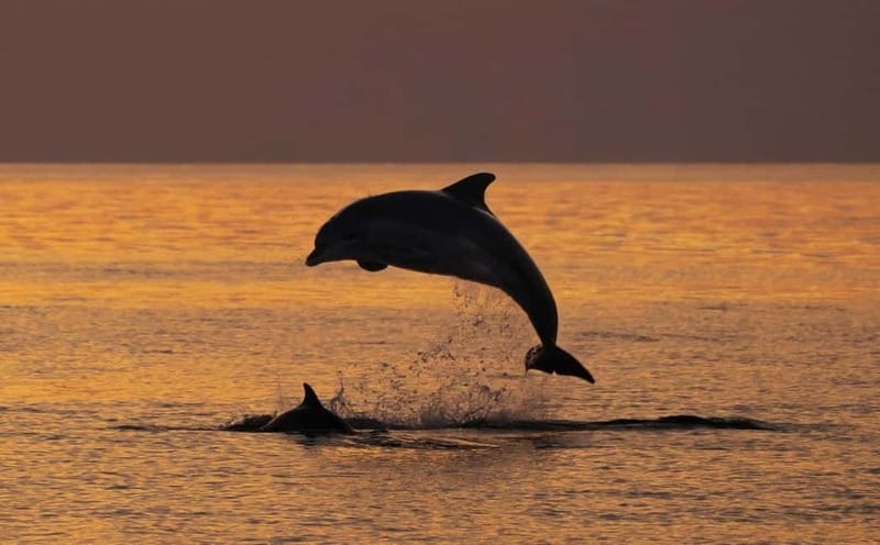 3hours Dolphin Sunset watching with unlimited drinks +dinner - Key Points & Takeaways