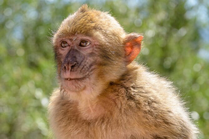 3hrs Private Tour in Gibraltar Historical Tunnel Tour - Final Thoughts