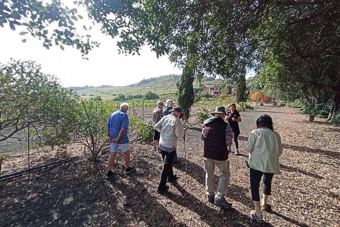 4.5 hours Private tour, the best and highlights of Gran Canaria. - Practicalities and Value