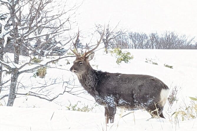 4.5 Hours Snowshoe Hike in Shiretoko Five Lakes - Tips for an Enjoyable Experience