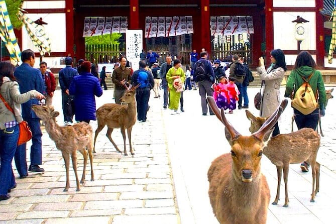 4-Day Private Kyoto Osaka Nara Sightseeing Tour With Guide - Reviews and Guest Feedback