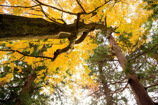 4-Day Private Tour MT Fuji, Kamakura, Hakone, Nikko - Key Points