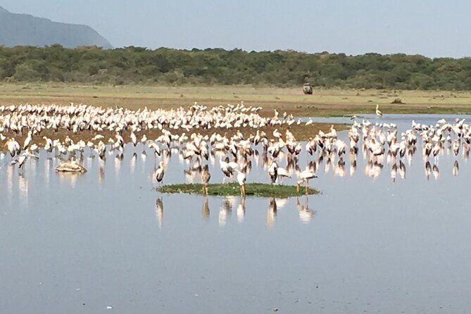 4-Day Safari From Arusha: Tarangire, Serengeti and Ngorongoro - Cancellation Policy
