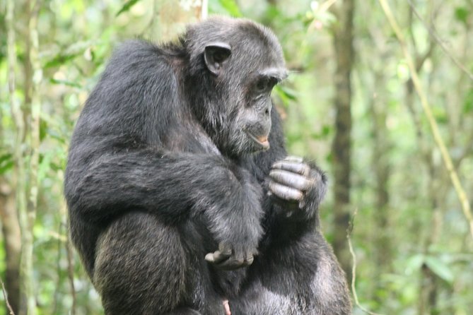 4-Day Uganda Gorilla Trekking and Wildlife Safari - Gorilla Trekking Experience