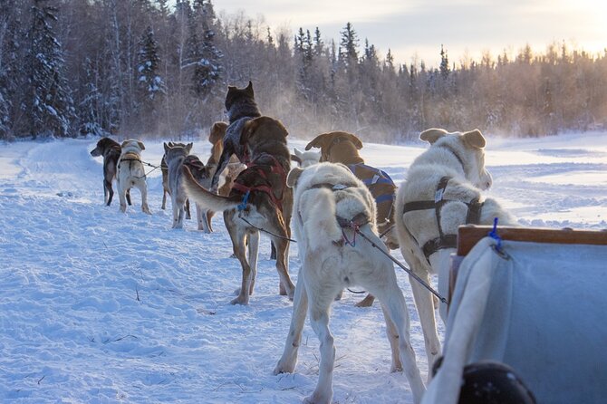 4-Day Yellowknife Aurora Tour - What to Expect