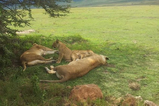 4 Days / 3 Nights Lake Manyara, Ngorongoro and Serengeti - Transportation and Logistics