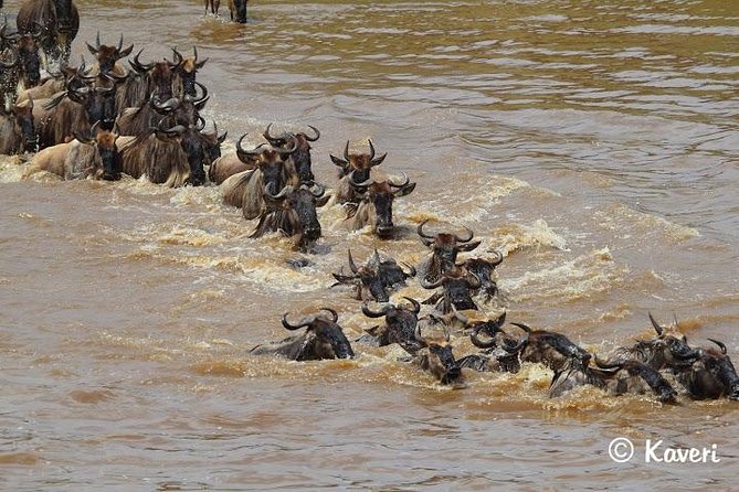 4 Days / 3 Nights Lake Manyara, Ngorongoro and Serengeti - Wildlife Viewing Highlights