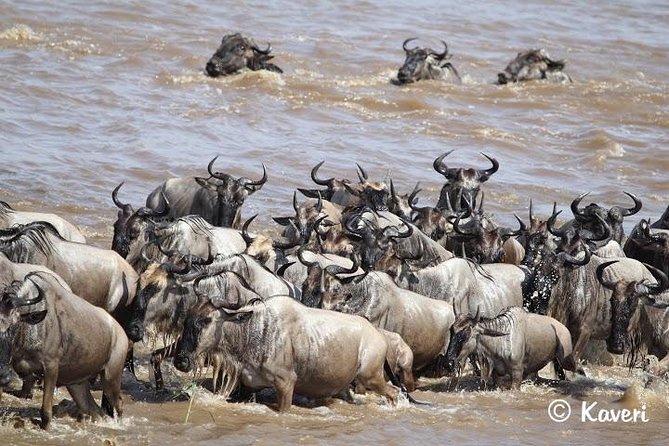 4 Days / 3 Nights Lake Manyara, Ngorongoro and Serengeti - Photography Opportunities