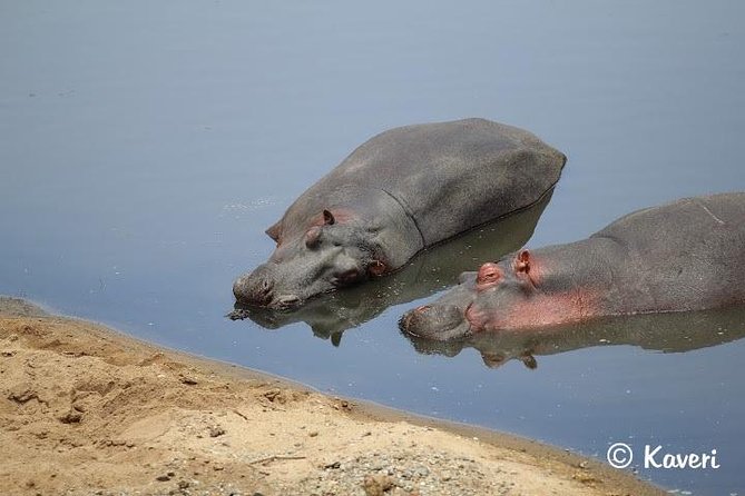 4 Days / 3 Nights Lake Manyara, Ngorongoro and Serengeti - Guest Reviews and Testimonials