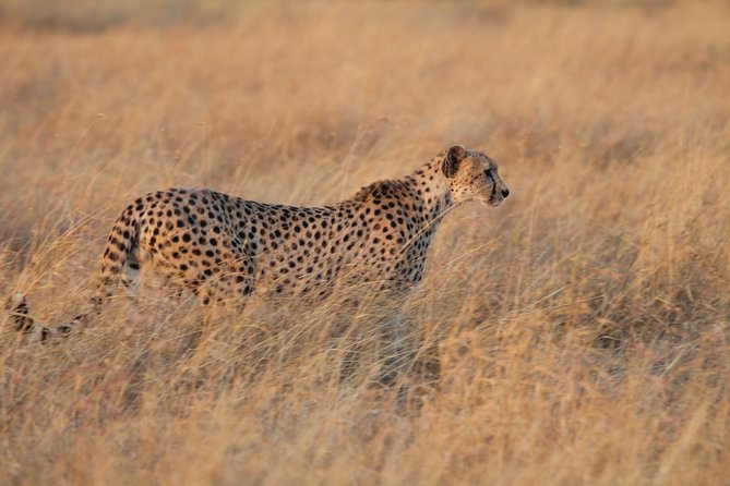 4 Days Game Drives Safari Tarangire, Serengeti and Ngorongoro Crater - Important Considerations
