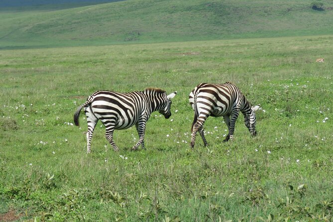 4 Days Joining Safari : Lake Manyara, Serengeti & Ngorongoro - Experience Ngorongoro
