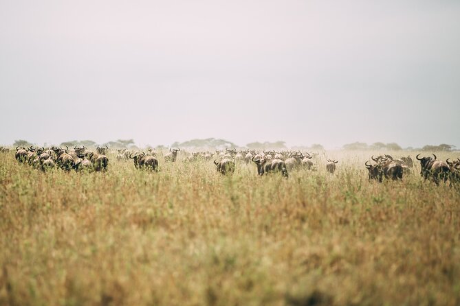 4 Days Lodge Safari in Lake Manyara, Serengeti & Ngorongoro Crater - Booking and Cancellation Policy