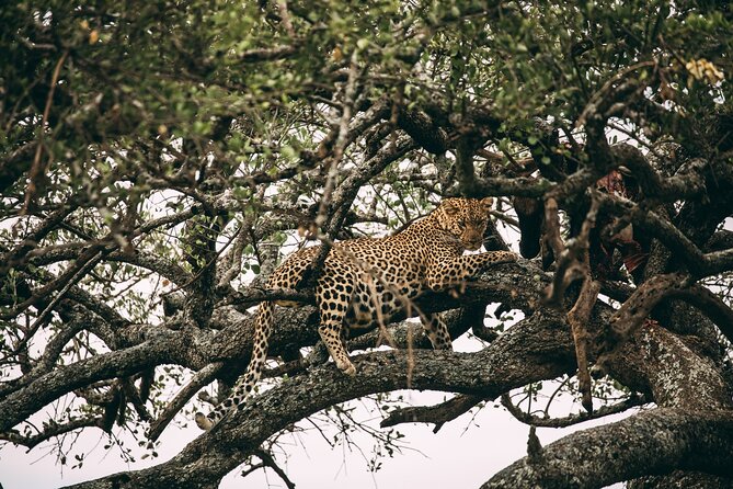 4 Days Lodge Safari in Lake Manyara, Serengeti & Ngorongoro Crater - Destination: Lake Manyara