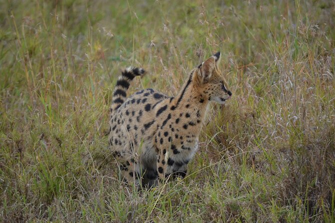 4 Days Tanzania Lodge Safari With Two Nights at Serengeti - Additional Considerations