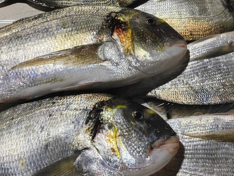 4-hour FISHING DAY by BOAT departing from Hondarribia - Discovering Hondarribia’s Coastal Charm from the Water