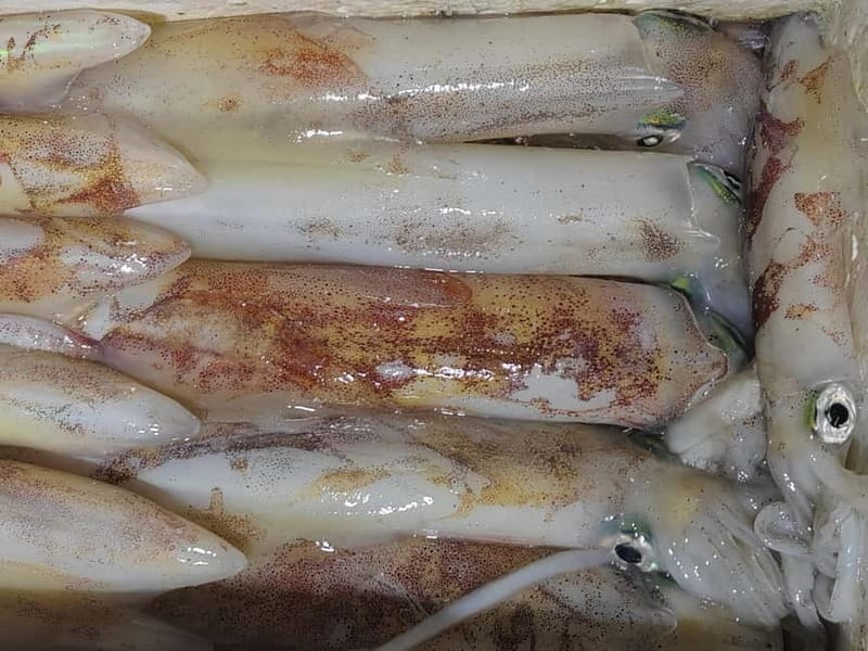 4-hour FISHING DAY by BOAT departing from Hondarribia - Final Thoughts: Who Should Consider This Fishing Day?