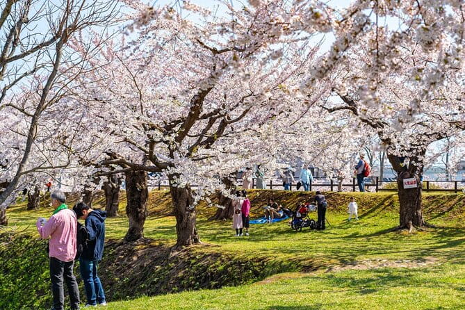4 Hour Private Cherry Blossom Sakura Experience in Nagasaki - Tips for a Memorable Cherry Blossom Adventure