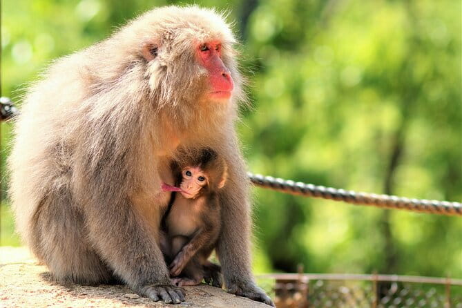 4 Hours Arashiyama and Arashiyama Monkey Park Tour - Key Points