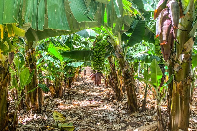 4 Hours Eco Safari Tour With Electric Car in Tenerife - Personalized Small-Group Experience