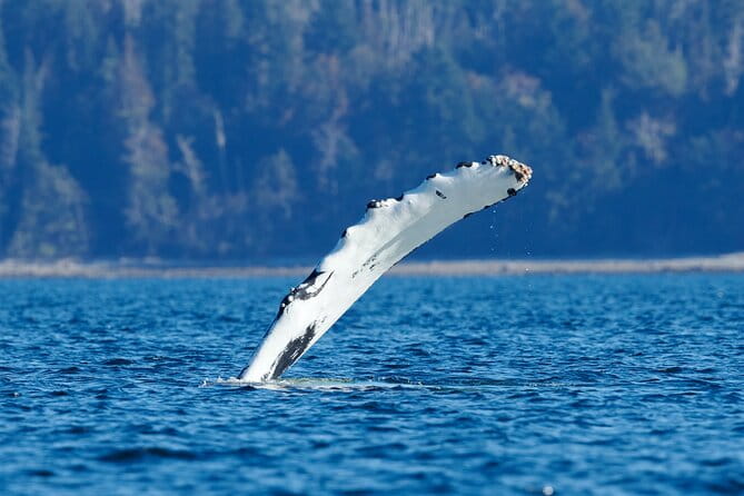 4 Hr Into the Wild Whales & Wildlife Adventure - Meeting Point and Parking