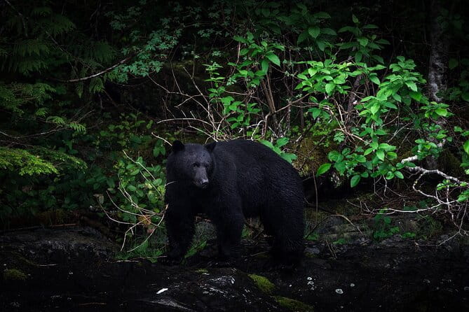 4 Hr Into the Wild Whales & Wildlife Adventure - Minimum Group Size