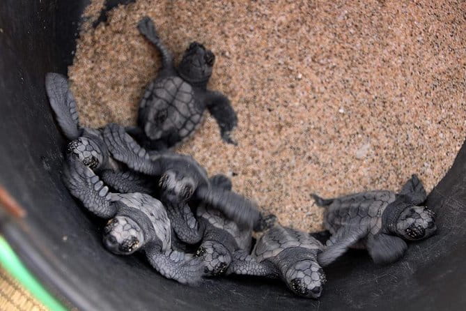 4h Turtle Watching With SSV Buggy Night 4WD - Cancellation and Refund Policy