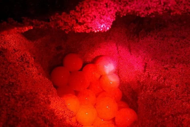 4h Turtle Watching With SSV Buggy Night 4WD - Booking and Reservation Details