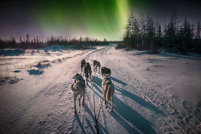 4hr Dog Sledding Tour under the Northern Lights - Introducing the 4-Hour Dog Sledding Tour in Alta, Norway